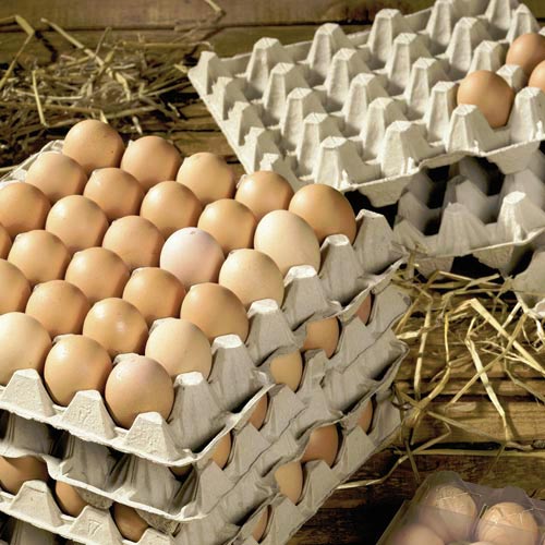 paper-egg-trays